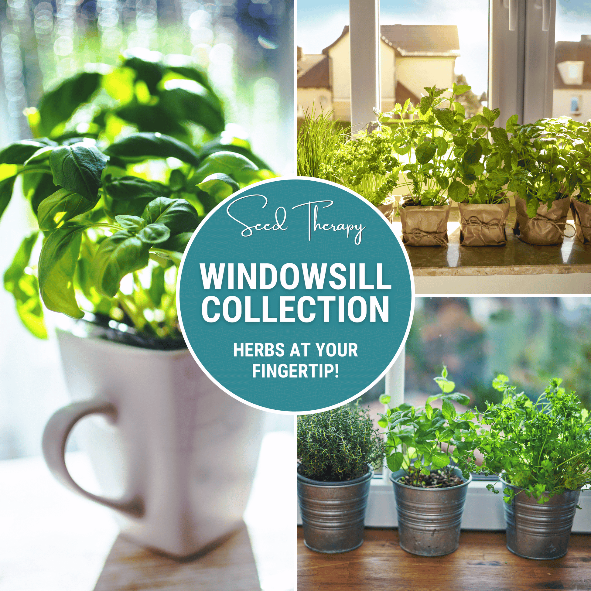 Windowsill Herb Seed Collection – 6 Culinary Herbs - - Seeds