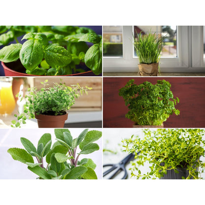 Windowsill Herb Seed Collection – 6 Culinary Herbs - - Seeds