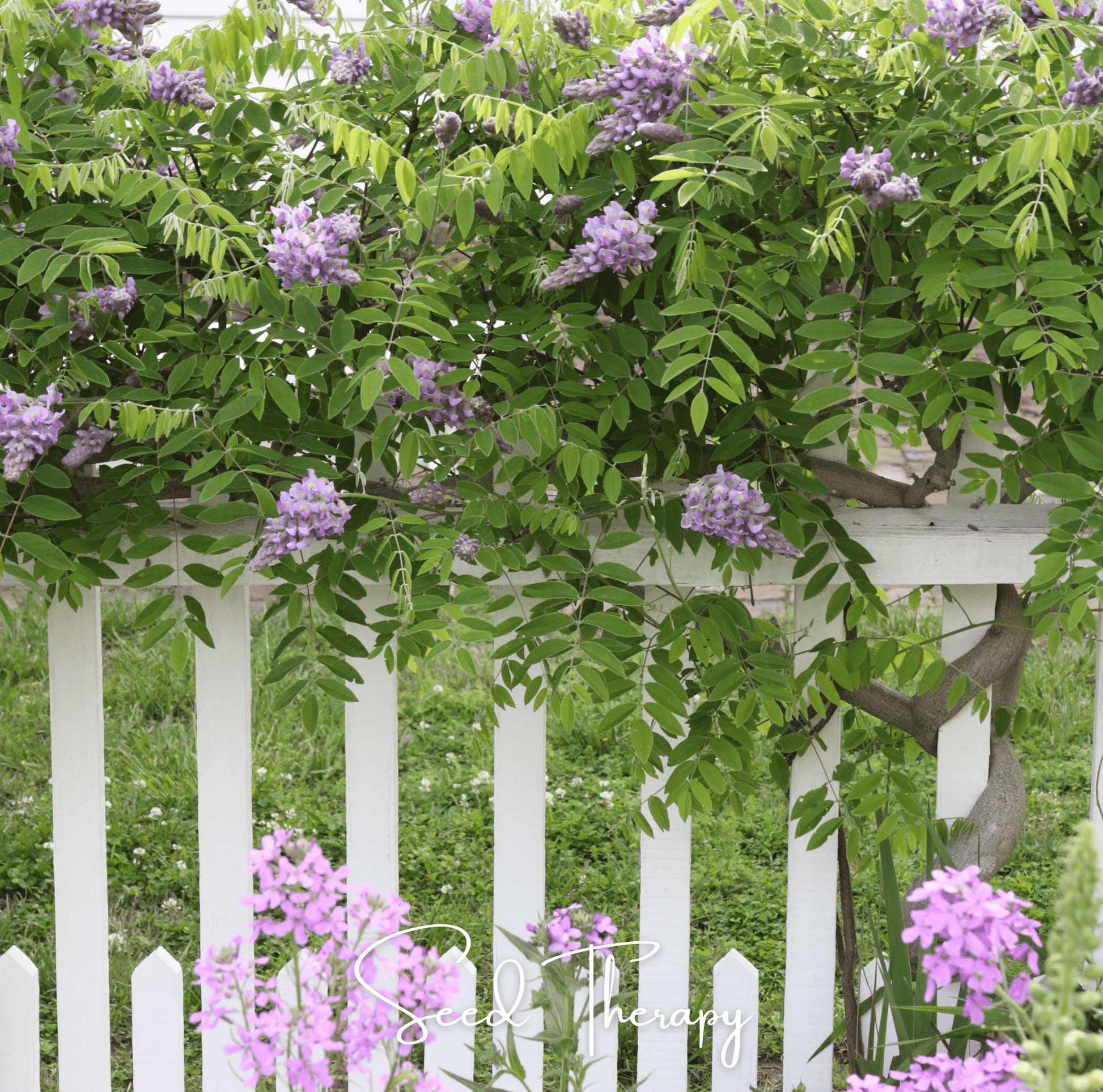 American Wisteria – 5 Seeds - - Seeds