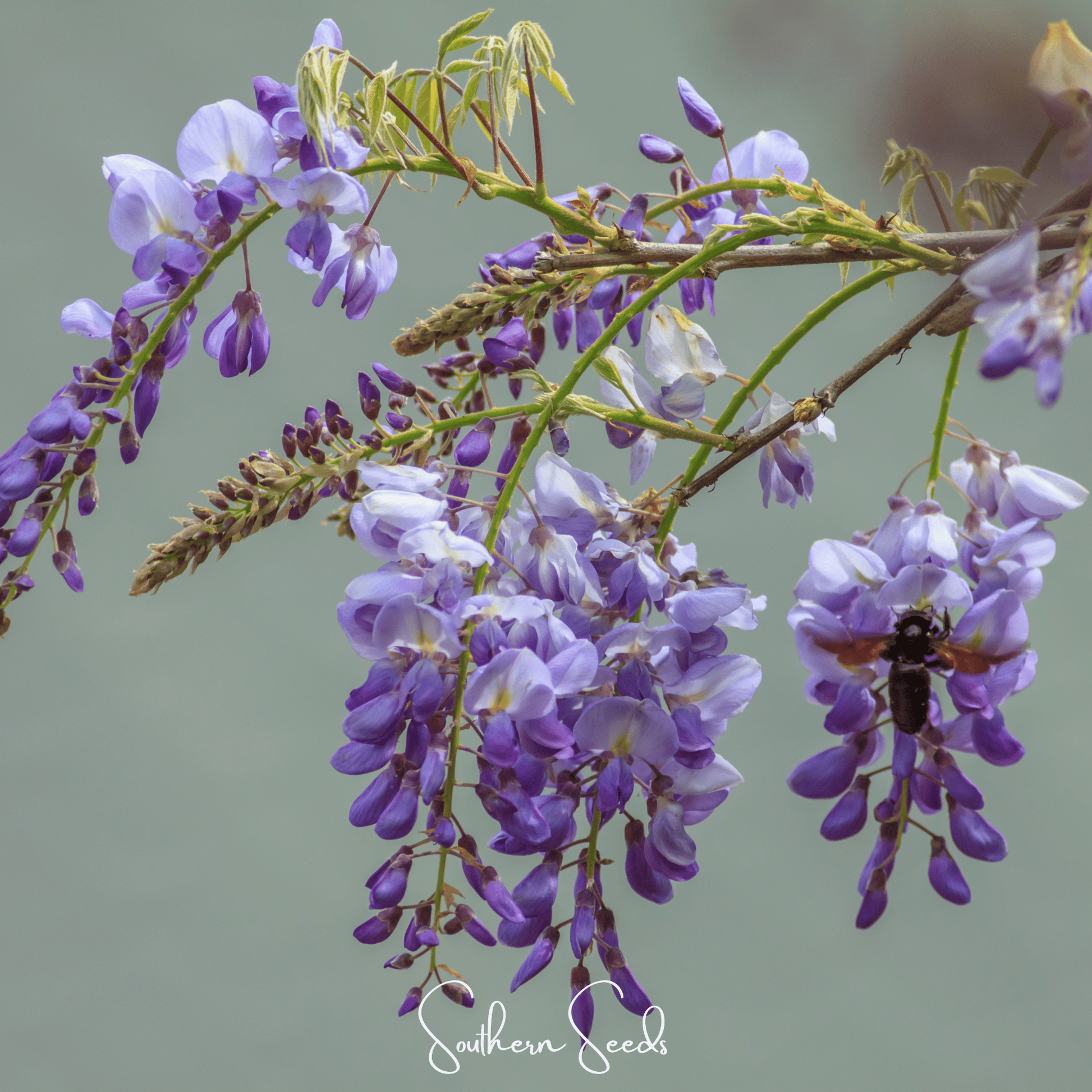American Wisteria – 5 Seeds - - Seeds