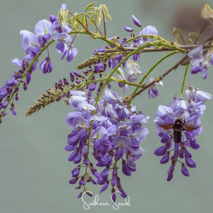 American Wisteria – 5 Seeds - - Seeds