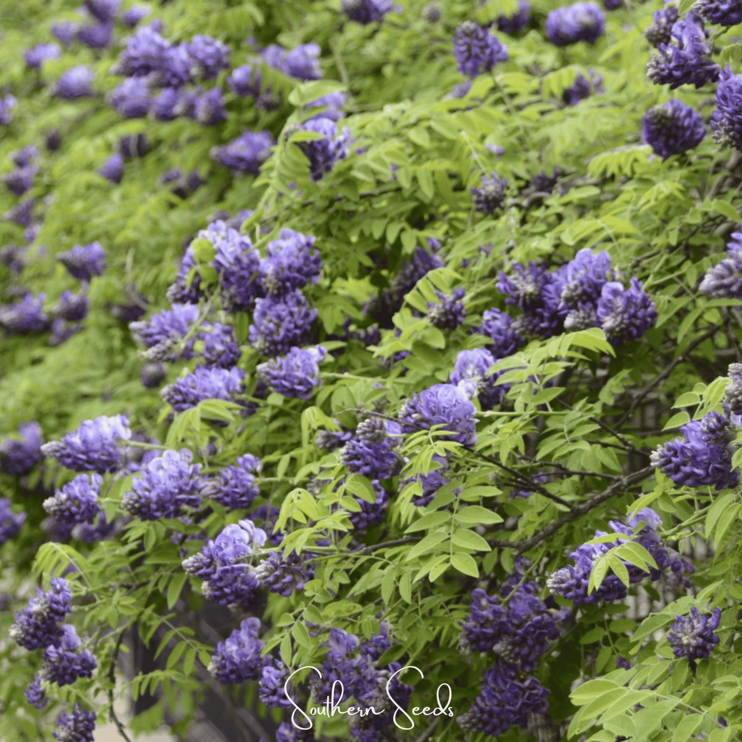 American Wisteria – 5 Seeds - - Seeds