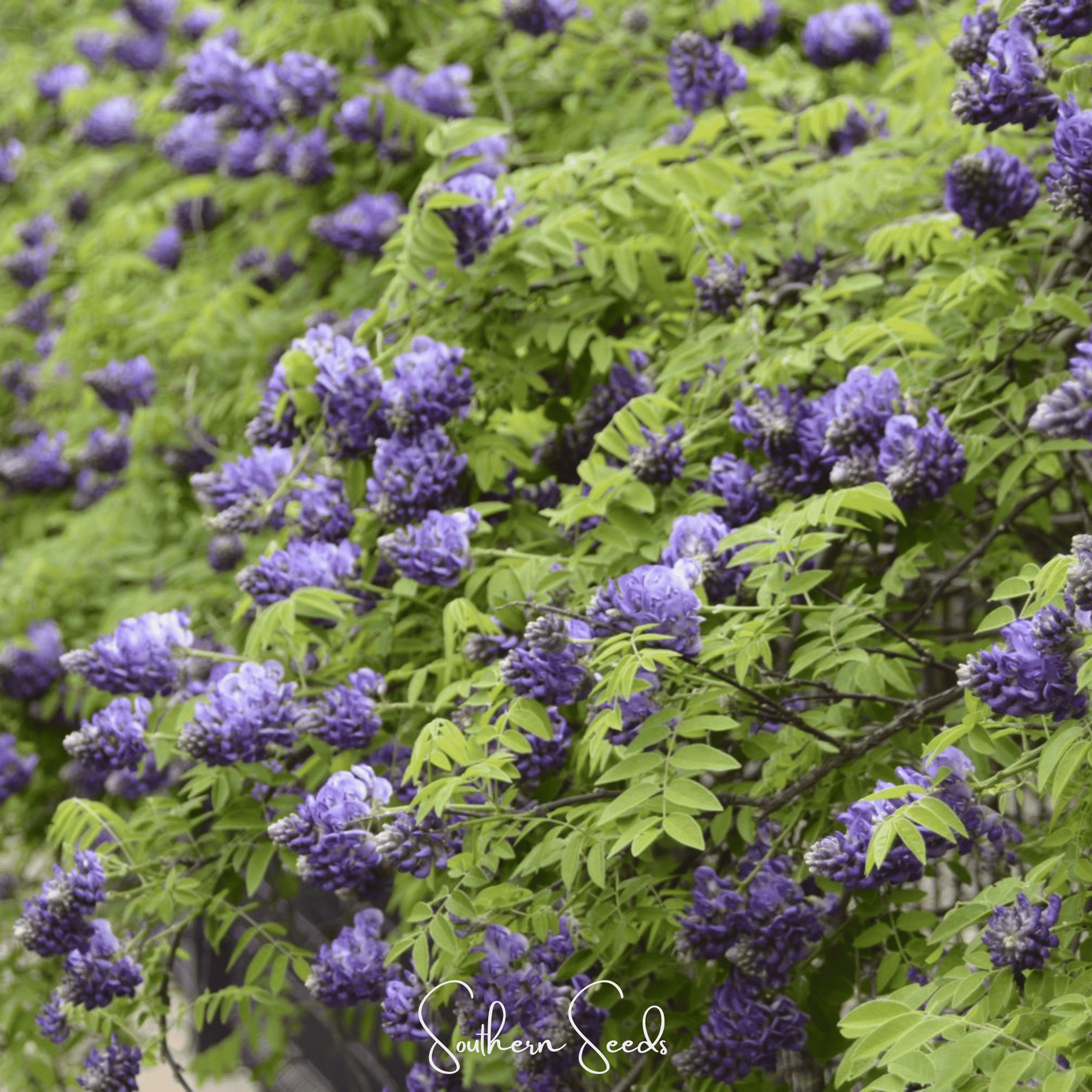 American Wisteria – 5 Seeds - - Seeds