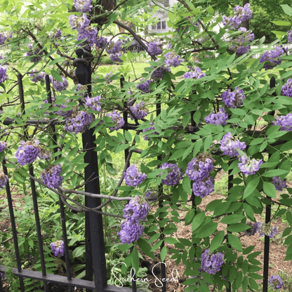 American Wisteria – 5 Seeds - - Seeds