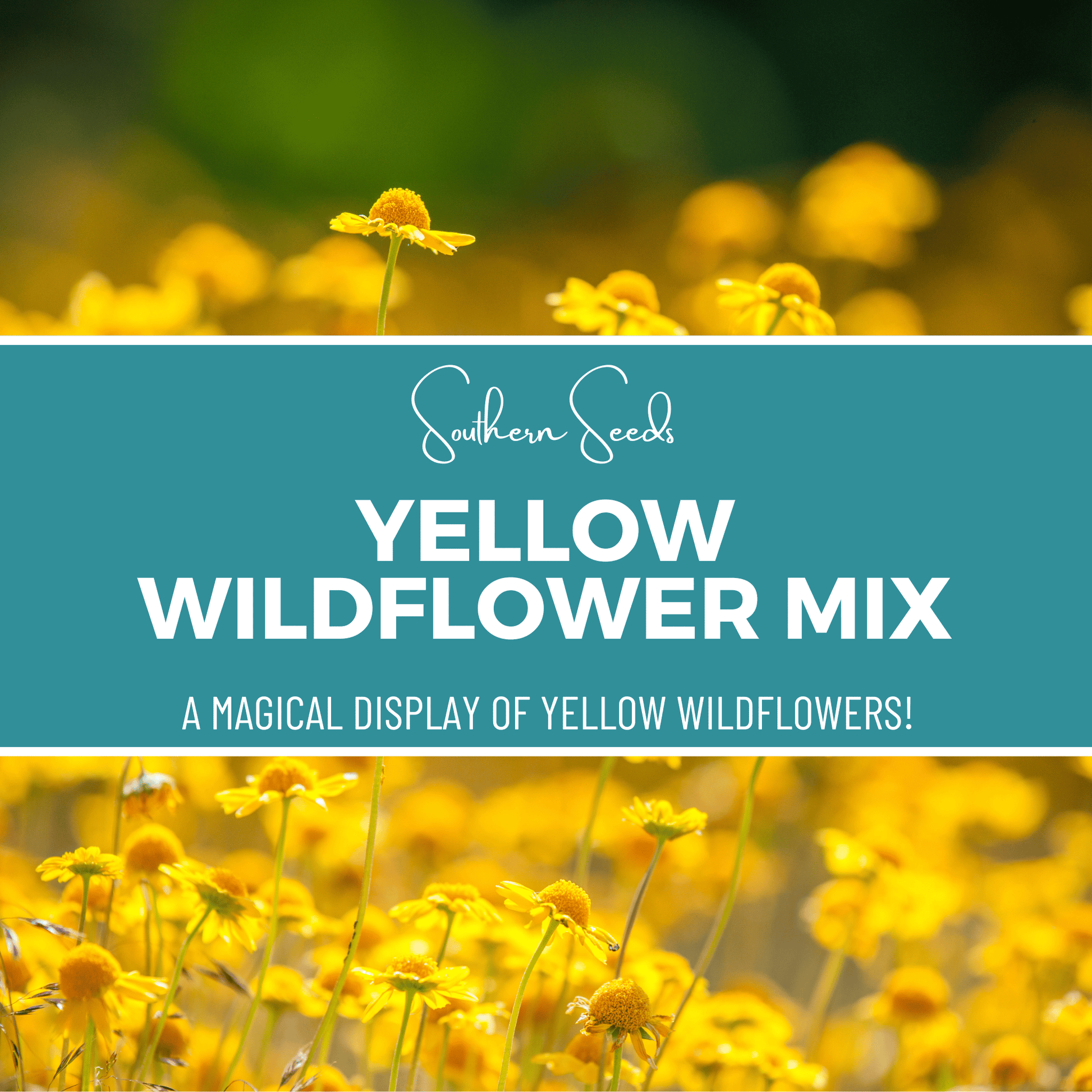 Yellow Wildflower Seed Mix – 1,000 Seeds - - Seeds