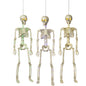 Lighted Skeleton with Moving Eyes - - Green Lights - Holidays >> Halloween