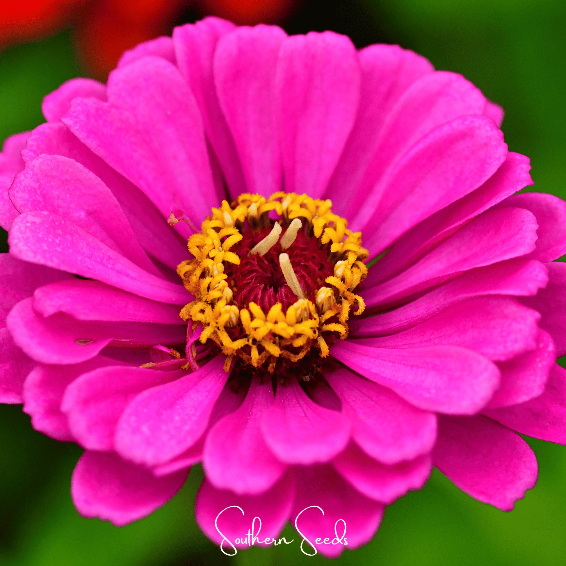 Blueberry Cheesecake Zinnia – 100 Seeds - - Seeds