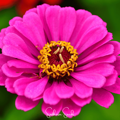 Blueberry Cheesecake Zinnia – 100 Seeds - - Seeds
