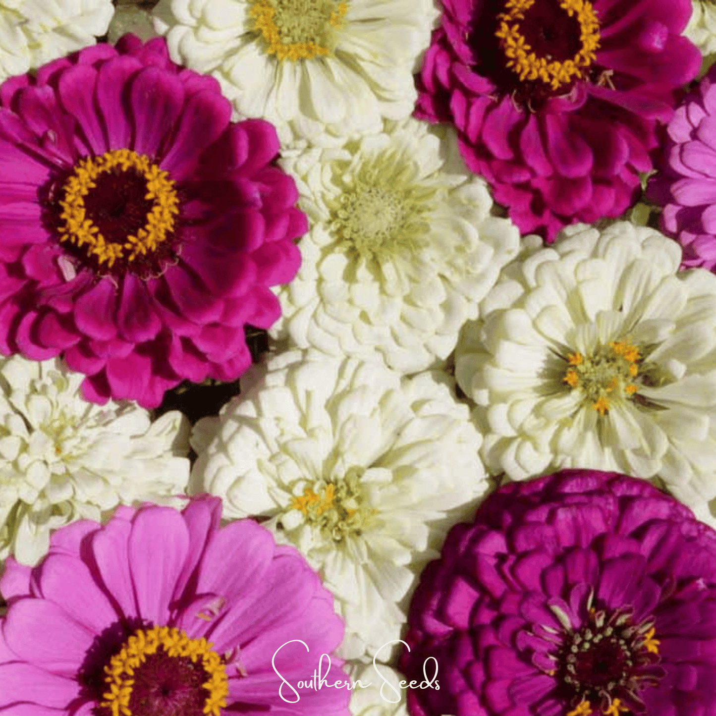 Blueberry Cheesecake Zinnia – 100 Seeds - - Seeds