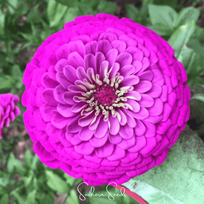Blueberry Cheesecake Zinnia – 100 Seeds - - Seeds