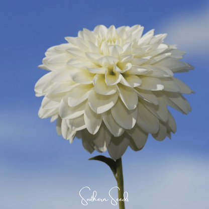 Blueberry Cheesecake Zinnia – 100 Seeds - - Seeds