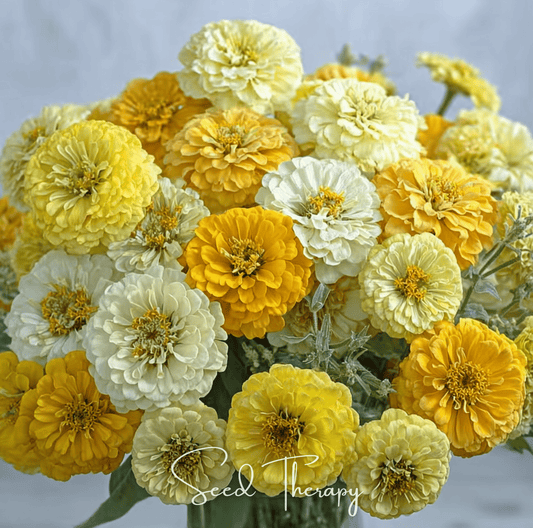 Lemon Meringue Zinnia – 100 Seeds - - Seeds