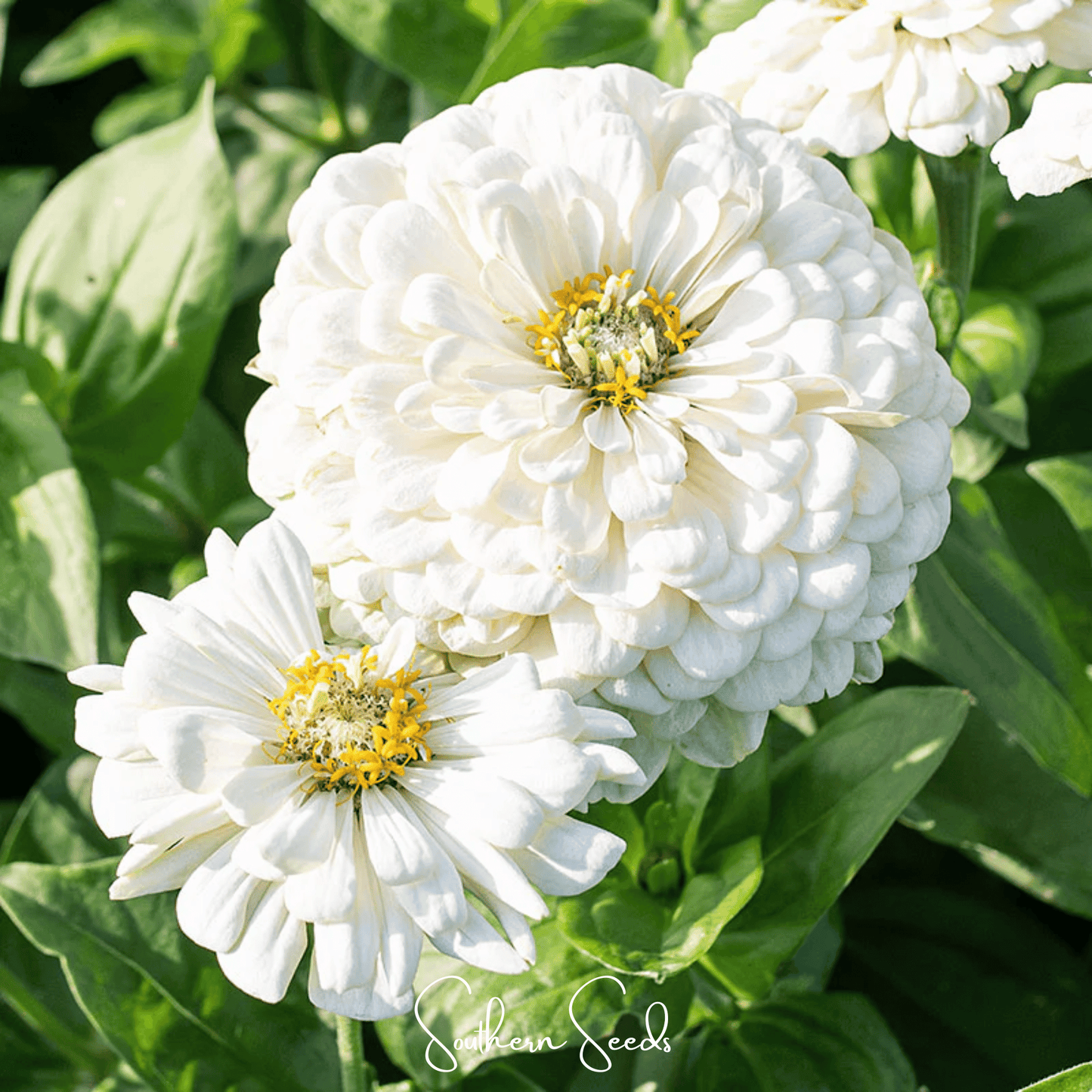 Lemon Meringue Zinnia – 100 Seeds - - Seeds