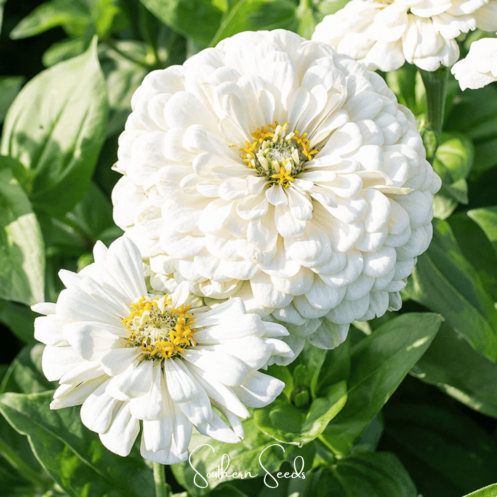 Lemon Meringue Zinnia – 100 Seeds - - Seeds