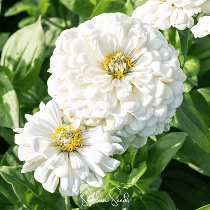 Lemon Meringue Zinnia – 100 Seeds - - Seeds
