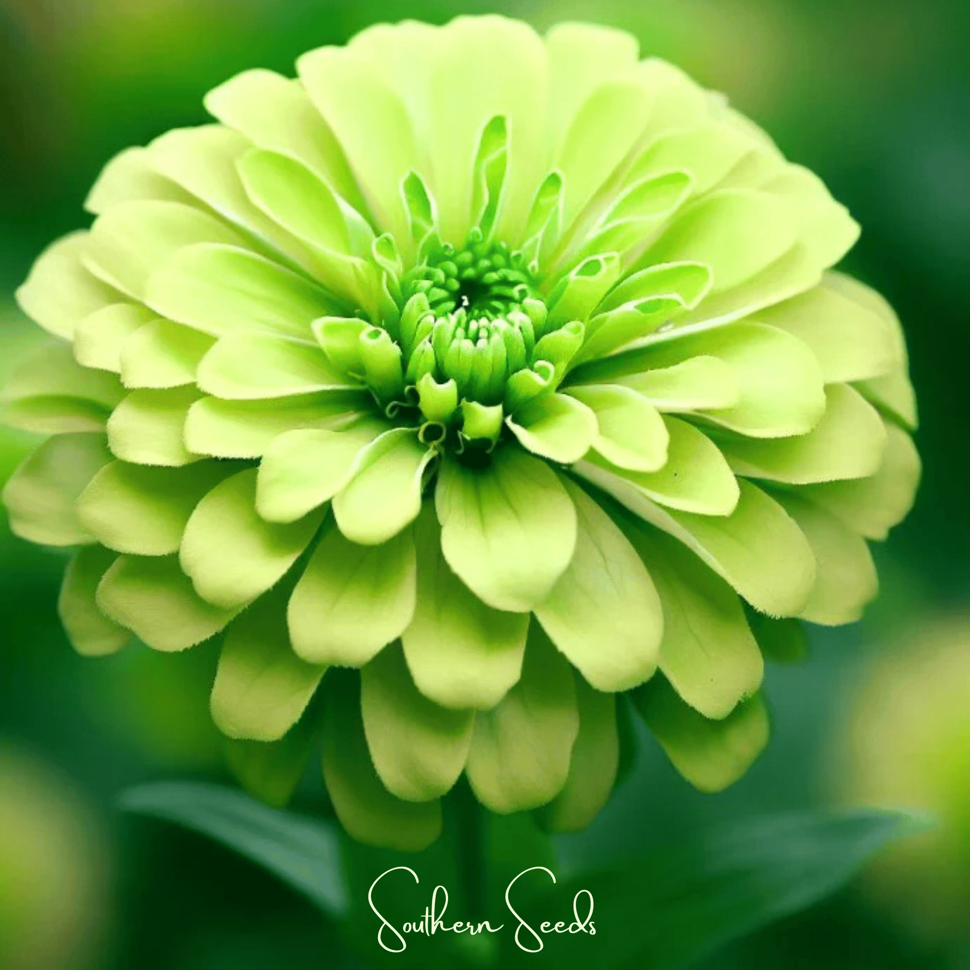 Lemon Meringue Zinnia – 100 Seeds - - Seeds