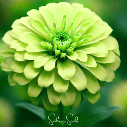 Lemon Meringue Zinnia – 100 Seeds - - Seeds