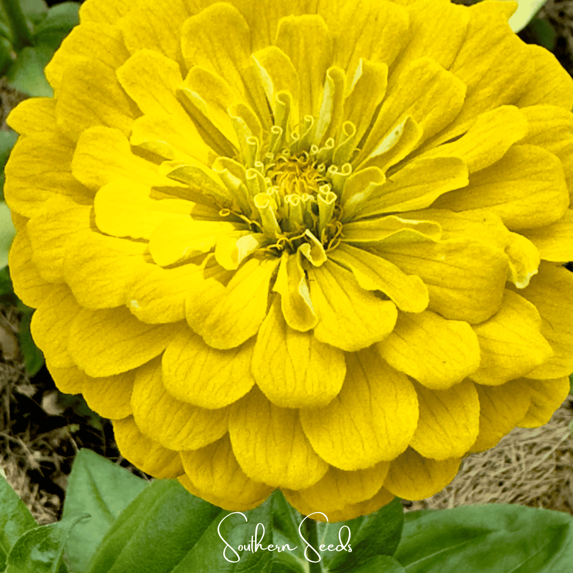 Lemon Meringue Zinnia – 100 Seeds - - Seeds