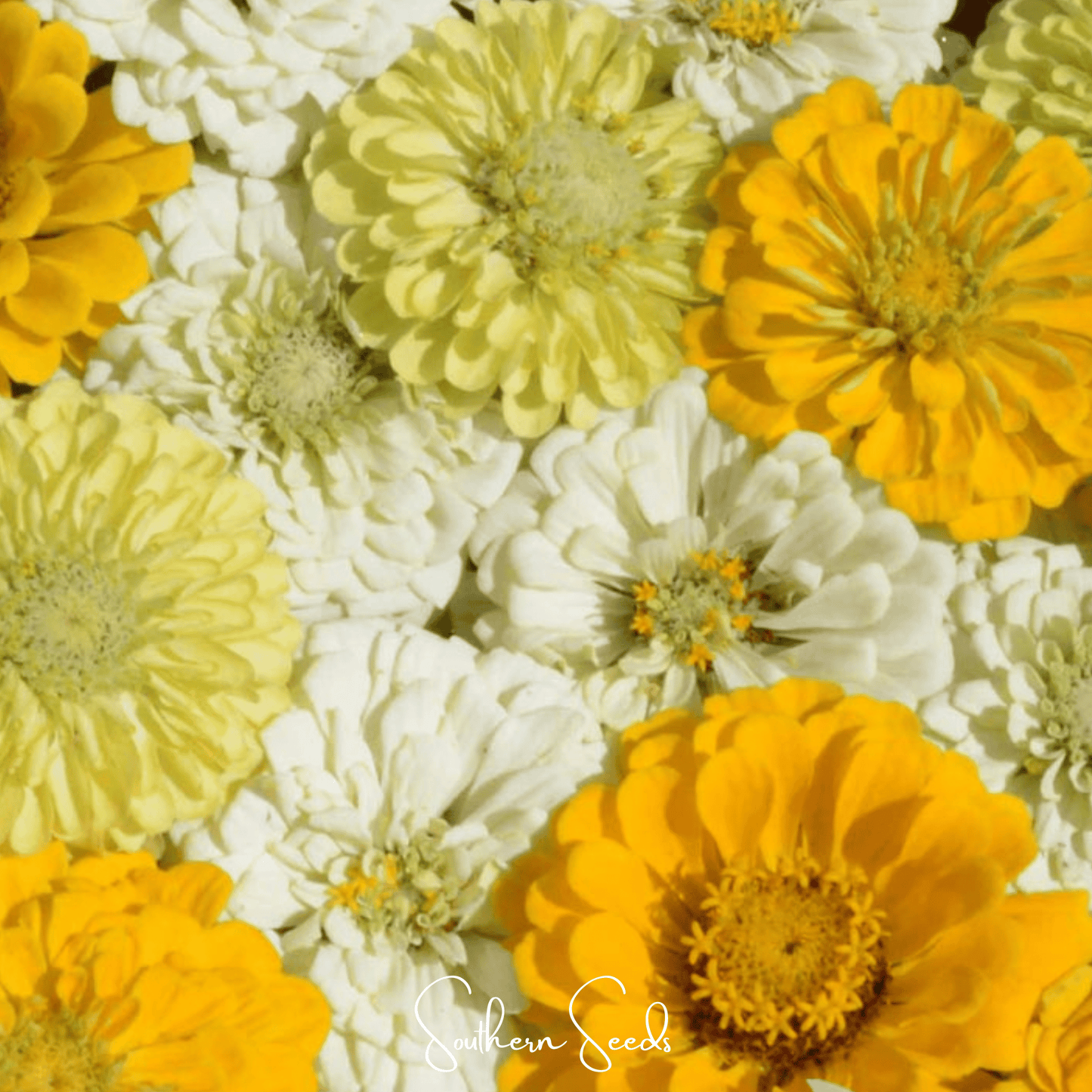 Lemon Meringue Zinnia – 100 Seeds - - Seeds