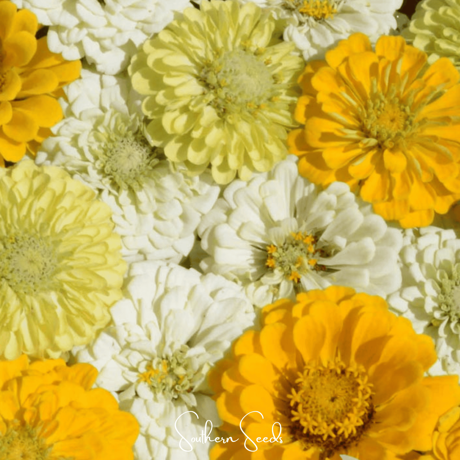 Lemon Meringue Zinnia – 100 Seeds - - Seeds