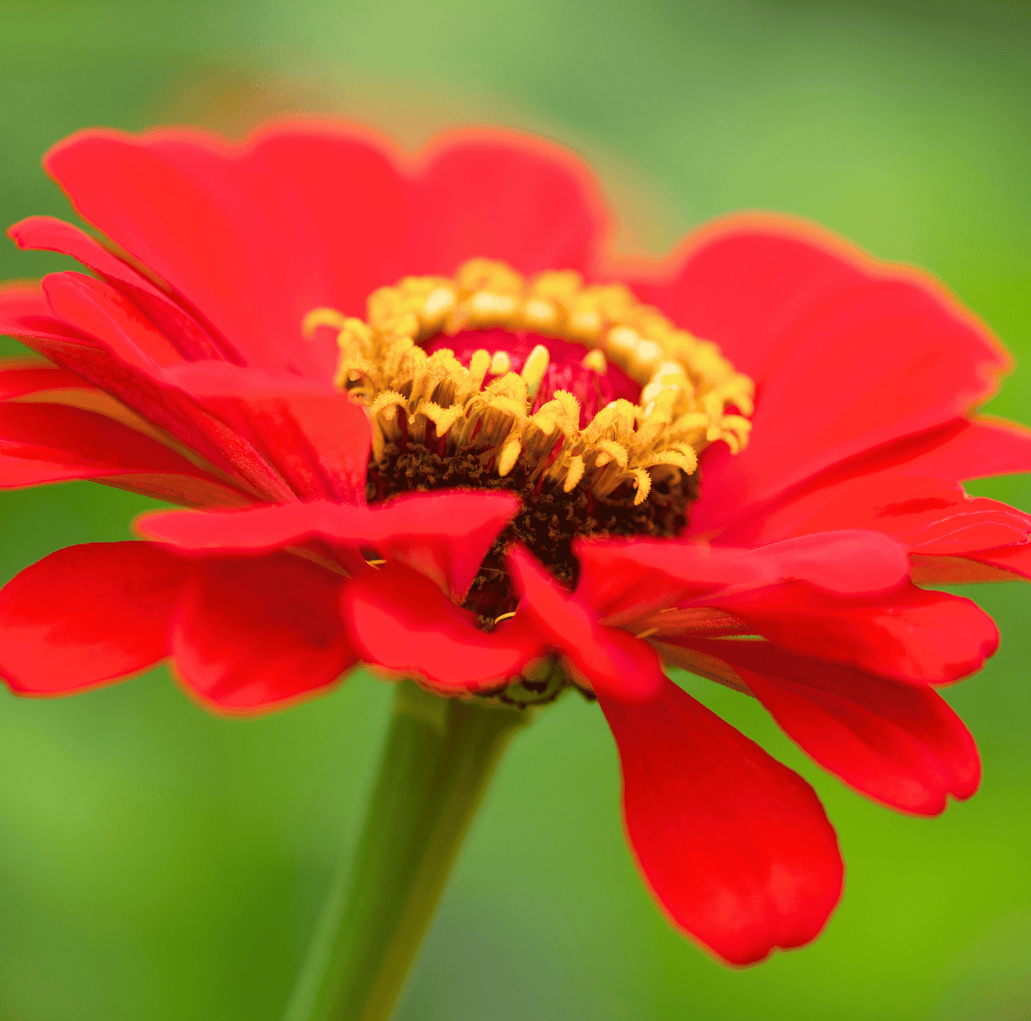 Meteor Zinnia – 100 Seeds - - Seeds