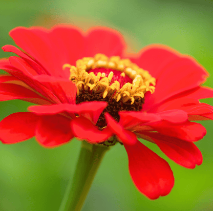 Meteor Zinnia – 100 Seeds - - Seeds