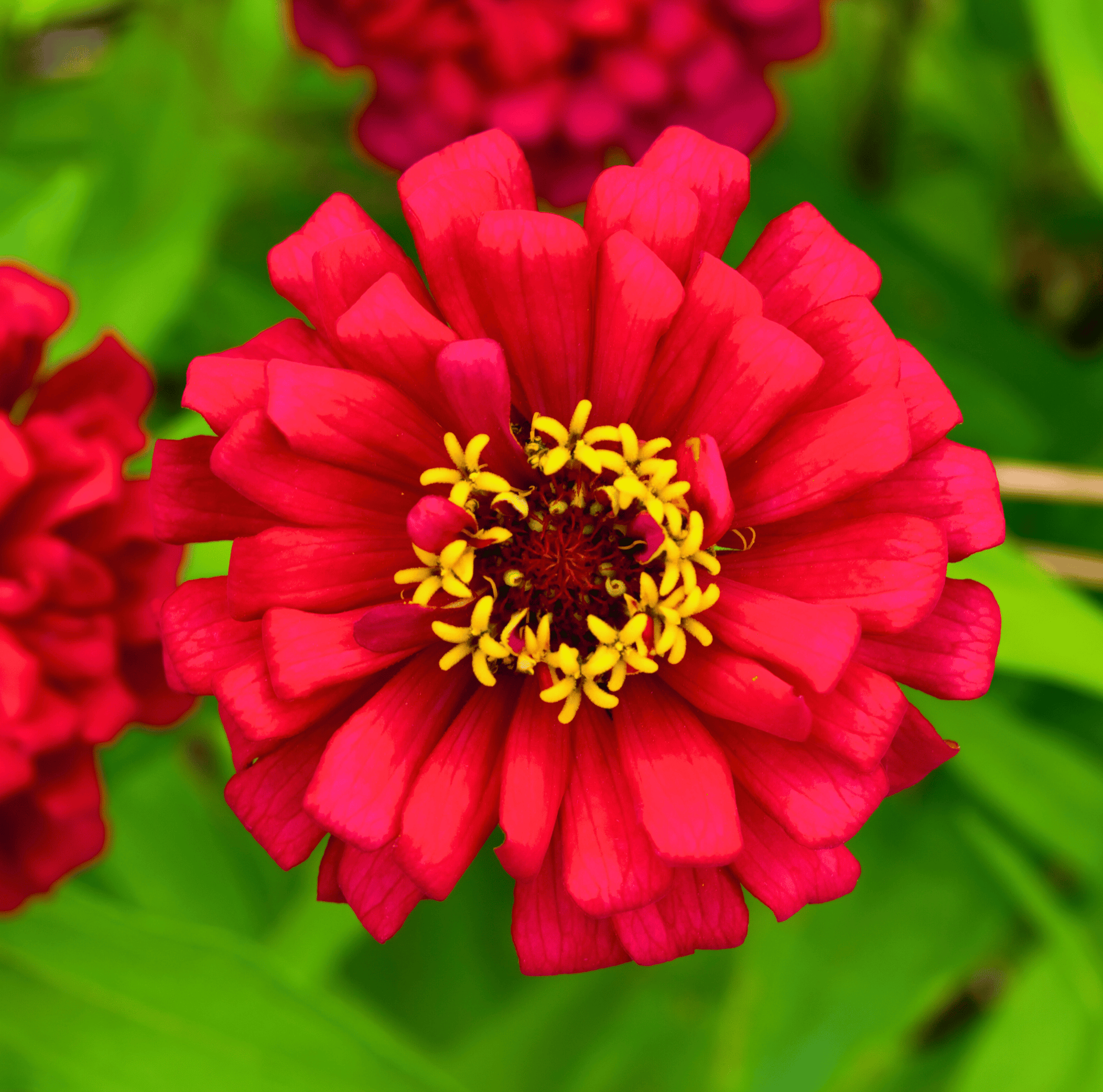 Meteor Zinnia – 100 Seeds - - Seeds