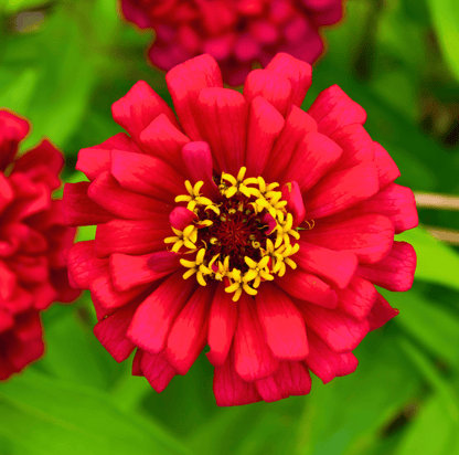 Meteor Zinnia – 100 Seeds - - Seeds
