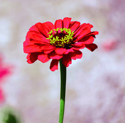 Meteor Zinnia – 100 Seeds - - Seeds