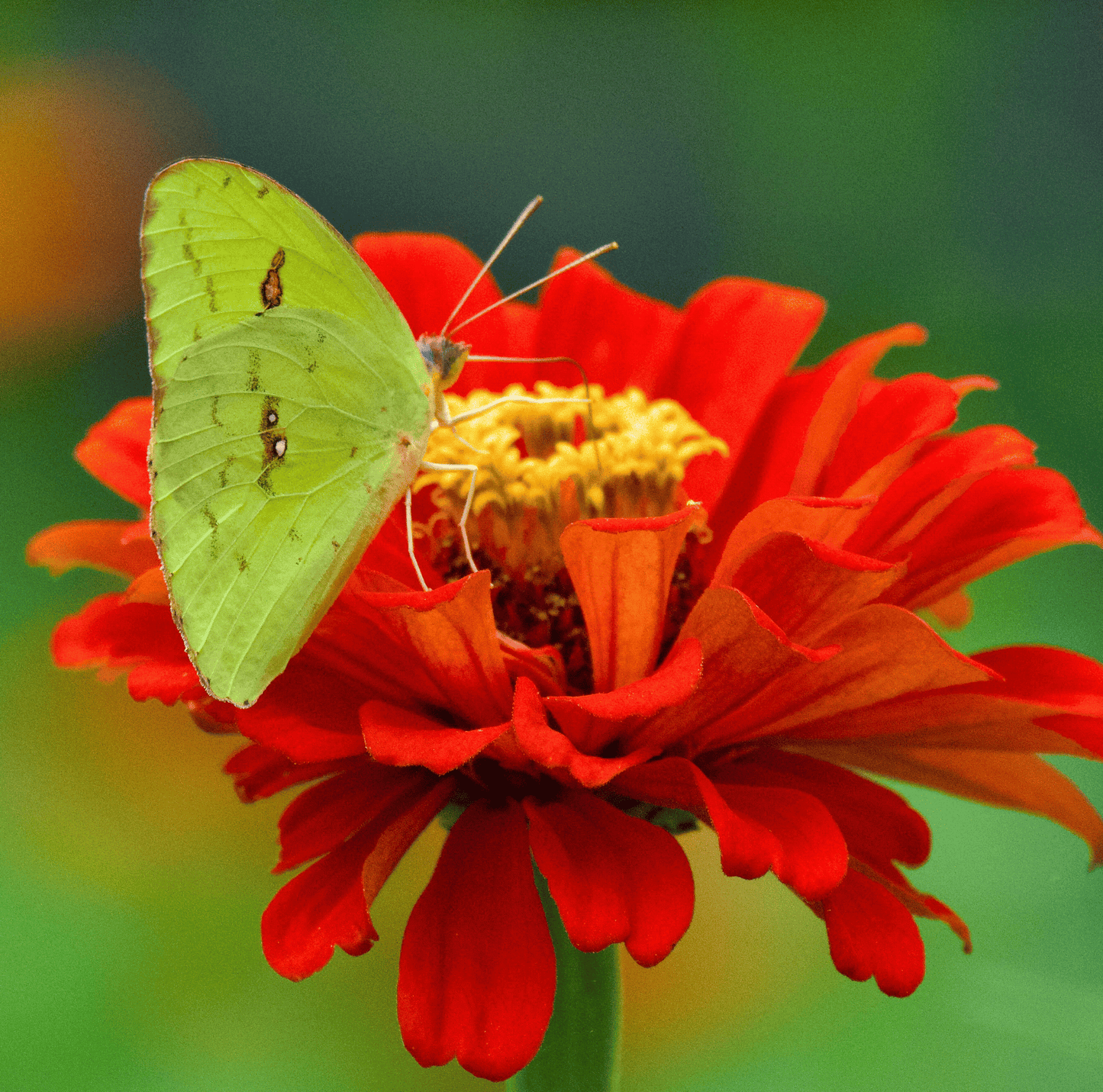Meteor Zinnia – 100 Seeds - - Seeds