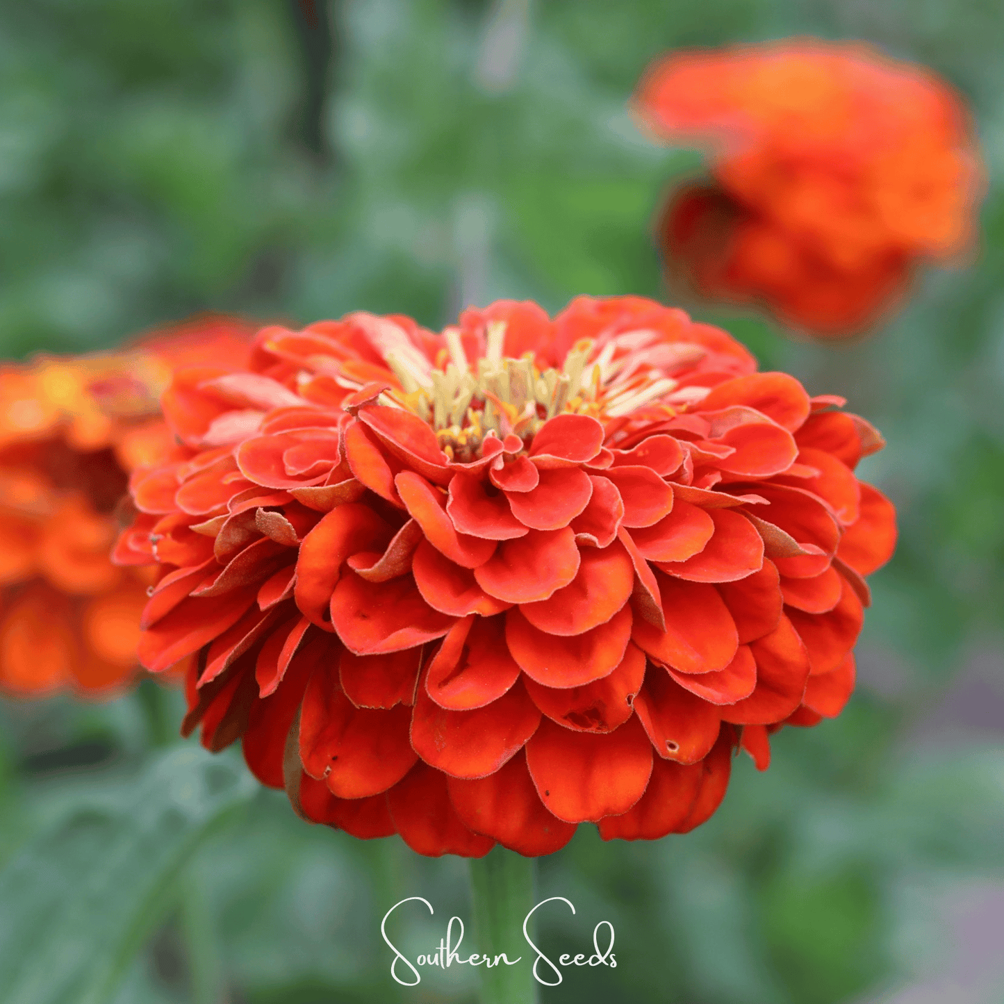 Oriole Zinnia – 50 Seeds - - Seeds