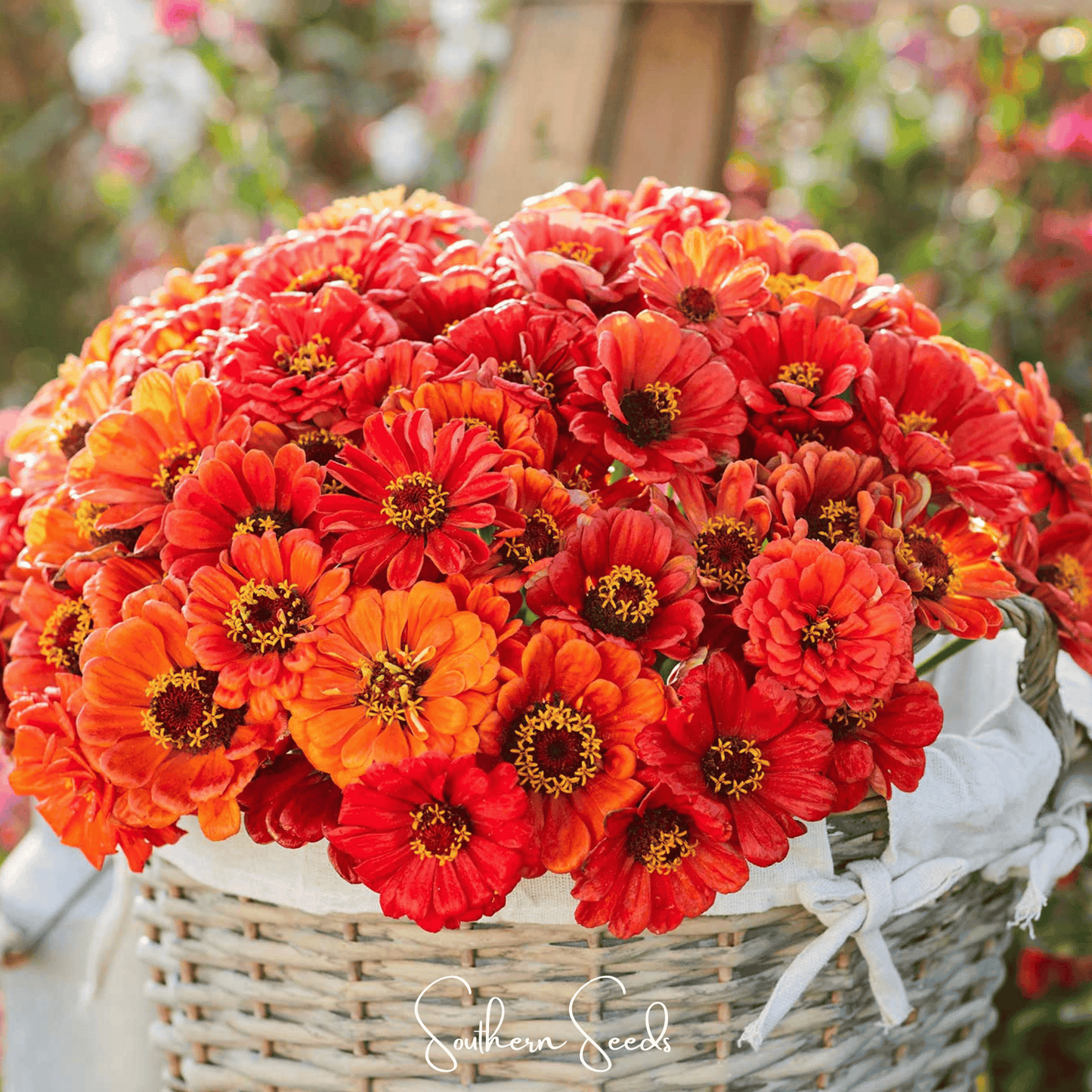 Oriole Zinnia – 50 Seeds - - Seeds