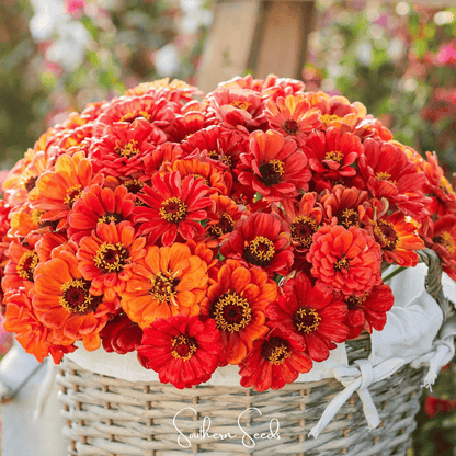 Oriole Zinnia – 50 Seeds - - Seeds