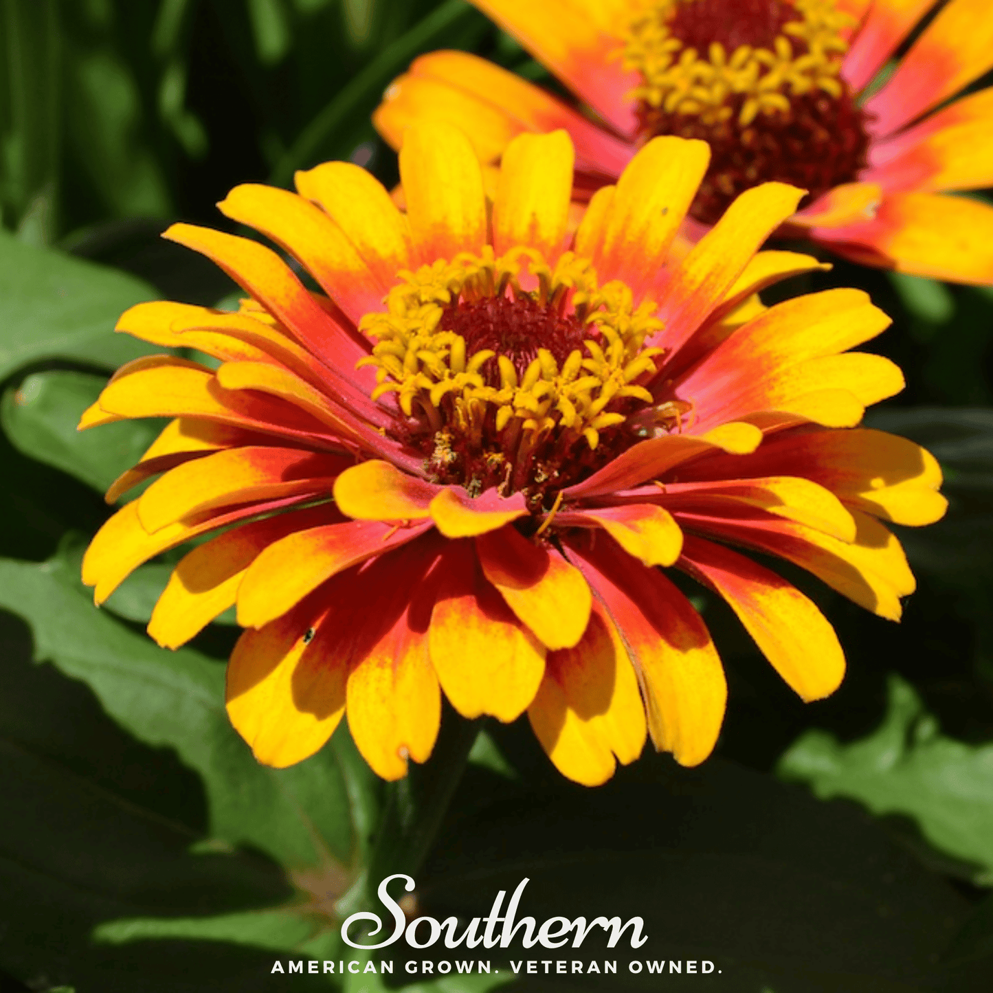 Sombrero Zinnia – 50 Seeds - - Seeds