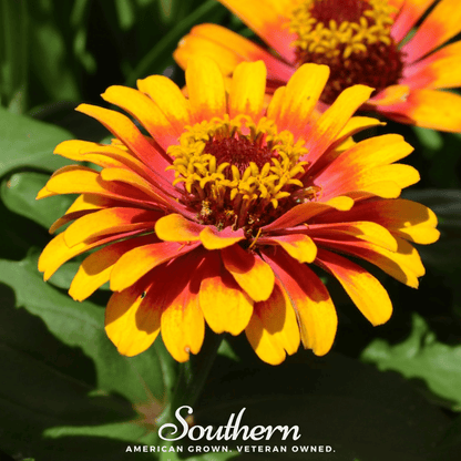 Sombrero Zinnia – 50 Seeds - - Seeds