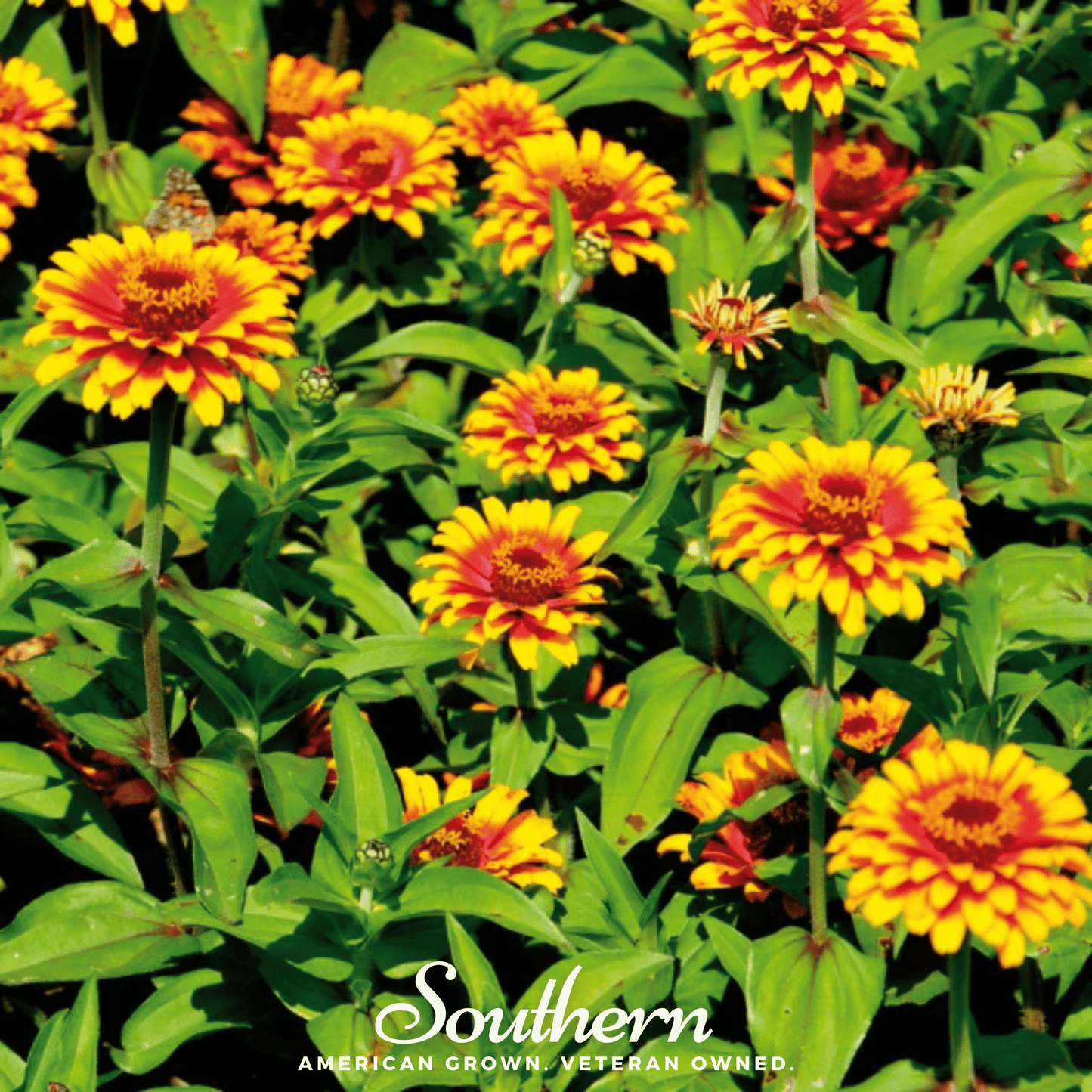 Sombrero Zinnia – 50 Seeds - - Seeds