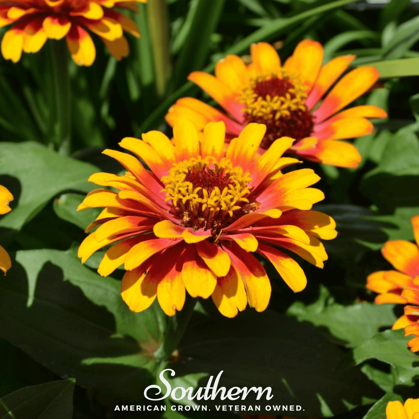 Sombrero Zinnia – 50 Seeds - - Seeds