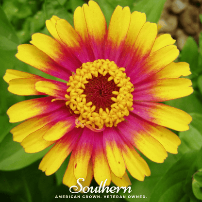 Sombrero Zinnia – 50 Seeds - - Seeds