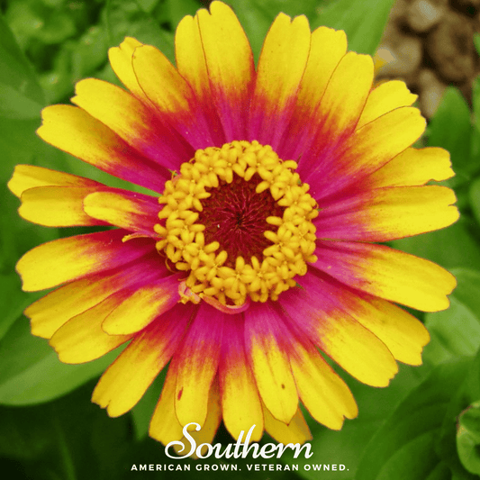 Sombrero Zinnia – 50 Seeds - - Seeds