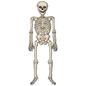 Vintage Halloween Jointed Skeleton - 4 Feet Tall - Default Title - Holidays >> Halloween